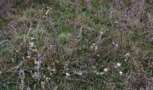 Грибы в ноябре