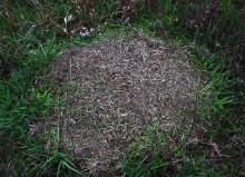 Муравейник