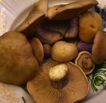 Грибы в ноябре, синеножка