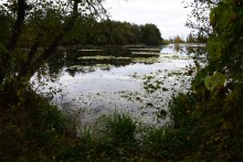 Лес чёрной ольхи на берегу озера в Кундрюченских песках