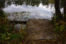 Лес чёрной ольхи на берегу озера в Кундрюченских песках