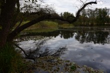Лес чёрной ольхи на берегу озера в Кундрюченских песках