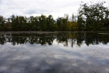 Лес чёрной ольхи на берегу озера в Кундрюченских песках