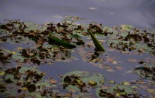 Лес чёрной ольхи на берегу озера в Кундрюченских песках