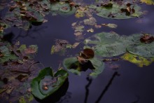 Лес чёрной ольхи на берегу озера в Кундрюченских песках