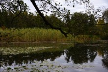 Лес чёрной ольхи на берегу озера в Кундрюченских песках