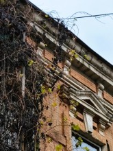 Старая виноградная лоза на Шаумяна