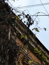 Старая виноградная лоза на Шаумяна