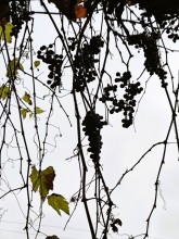 Старая виноградная лоза на Шаумяна