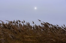 Декабрьский ветреный и морозный день на берегу Азовского моря в селе Займо-Обрыв