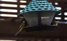 Синицы на моём участке