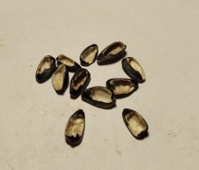 Синицы на моём участке