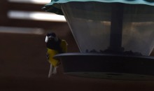 Синицы на моём участке