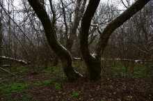 Тихий декабрьский снег у слиянии Миуса и Крынки