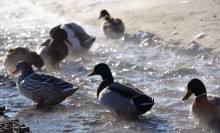 Стрелка Дона и Аксая в Крещенские морозы