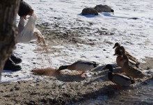 Стрелка Дона и Аксая в Крещенские морозы