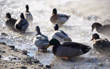 Стрелка Дона и Аксая в Крещенские морозы