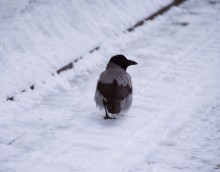 Снежная и морозная зима 2026 в Ростове-на-Дону 