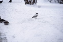 Снежная и морозная зима 2026 в Ростове-на-Дону 