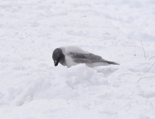 Снежная и морозная зима 2026 в Ростове-на-Дону 