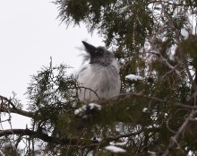 Снежная и морозная зима 2026 в Ростове-на-Дону 