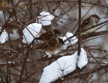 Снежная и морозная зима 2026 в Ростове-на-Дону 