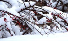 Снежная и морозная зима 2026 в Ростове-на-Дону 