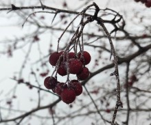 Боярышник на улице 1-й Конной армии