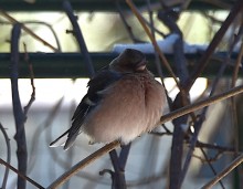 Воробьи, синицы, зяблики у кормушки