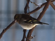 Воробьи, синицы, зяблики у кормушки