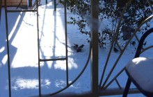 Воробьи, синицы, зяблики у кормушки