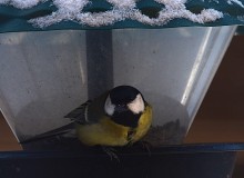 Воробьи, синицы, зяблики у кормушки