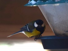 Воробьи, синицы, зяблики у кормушки