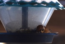 Воробьи, синицы, зяблики у кормушки