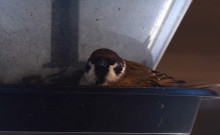 Воробьи, синицы, зяблики у кормушки