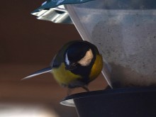 Воробьи, синицы, зяблики у кормушки