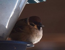 Воробьи, синицы, зяблики у кормушки