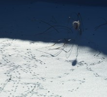 Февраль, птичьи следы