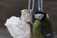 Синица и сало