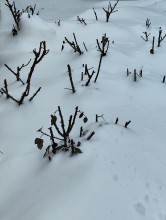 Розы в оттепель