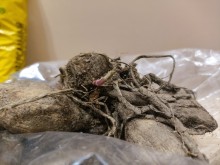 Ещё не весна, но...