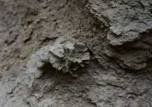 Песчаные розы на обрыве у Миуса