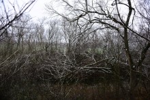 Песчаные розы на обрыве у Миуса