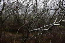 Песчаные розы на обрыве у Миуса