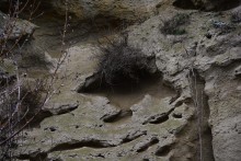 Песчаные розы на обрыве у Миуса