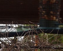 Синица у кормушки