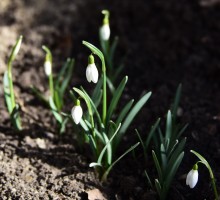 Подснежник белоснежный