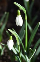 Подснежник белоснежный