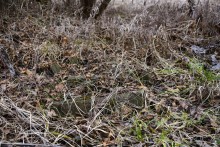 Гребля у скалы на реке Быстрой