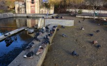 Птицы весной на пруду у Сурб Хач, кряквы, лысухи, чайки